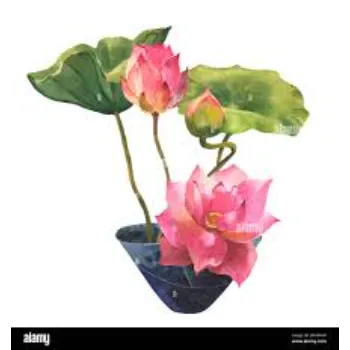 7a-lotus plant-8426853-89113.webp